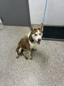 Gal  Fieri -  Husky and Mixed Breed Dog for Adoption in Gastonia, North Carolina - Gal  Fieri | PetCurious