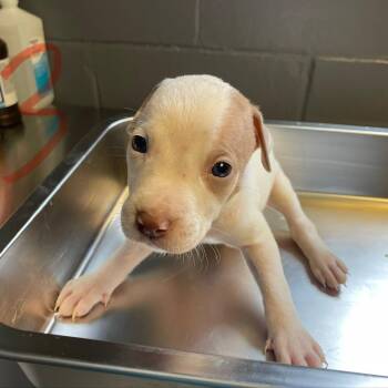 Pit Bull Terrier and Mixed Breed Dogs Available for Adoption in Tuscaloosa, Alabama - Egret | PetCurious