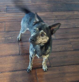 Cash -  Pomeranian and Norwegian Elkhound Dog for Adoption in Aurora, Illinois - Cash | PetCurious