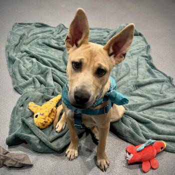 Scooby Snack -  Mixed Breed Dog for Adoption in Canal Winchester, Ohio - Scooby Snack | PetCurious