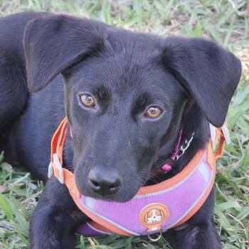 Labrador Retriever Dogs Available for Adoption - Puppy Emily | PetCurious