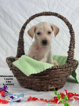 Labrador Retriever and Catahoula Leopard Dog Dogs Available for Adoption - Wintermint The Lab Mix Puppy | PetCurious