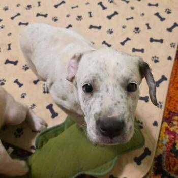 Ellie -  Pit Bull Terrier and Pointer Dog for Adoption in Overland Park, Kansas - Ellie | PetCurious