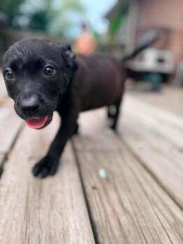 Bon Bon -  Pit Bull Terrier Dog for Adoption in Ayden, North Carolina - Bon Bon | PetCurious