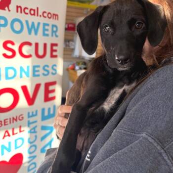 Eggs Benedict -  Mixed Breed Dog for Adoption in Morristown, Vermont - Eggs Benedict | PetCurious