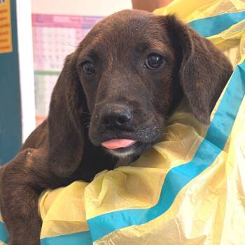 Lexus -  Hound and Mixed Breed Dog for Adoption in Nashville, Tennessee - Lexus | PetCurious
