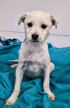 Brandon -  Terrier Dog for Adoption in Hillside, Illinois - Brandon | PetCurious