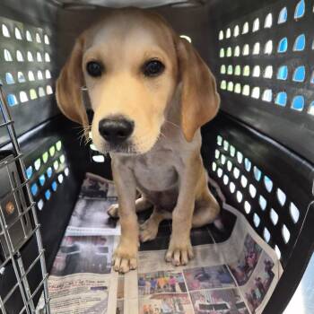 Kinder -  Retriever Dog for Adoption in Montgomery, Alabama - Kinder | PetCurious