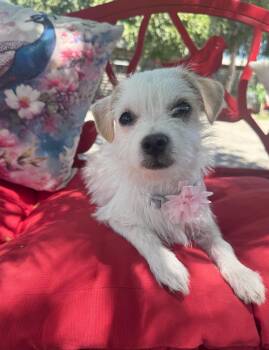 Carla Grace -  Maltese and Terrier Dog for Adoption in Temecula, California - Carla Grace | PetCurious