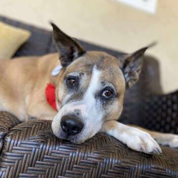 Rescue Shepherd Dogs for Adoption in Ramona, California - Monchis | PetCurious