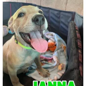 Janna -  American Staffordshire Terrier and Labrador Retriever Dog for Adoption in Hampton, Virginia - Janna | PetCurious