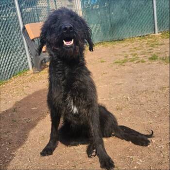 Poodle Dogs Available for Adoption - Calley | PetCurious