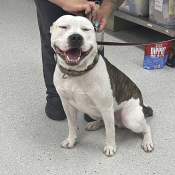 Dray -  Pit Bull Terrier Dog for Adoption in Indianapolis, Indiana - Dray | PetCurious