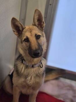 Sahara -  German Shepherd Dog Dog for Adoption in Jefferson City, Missouri - Sahara | PetCurious