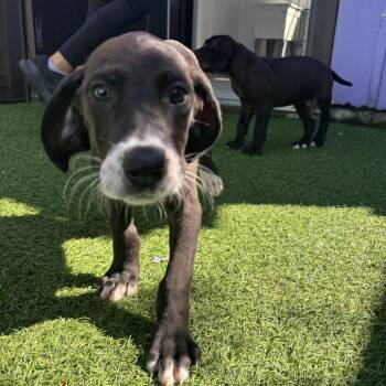 Destiny 2070 -  Great Dane Dog for Adoption in Loxahatchee Groves, Florida - Destiny 2070 | PetCurious