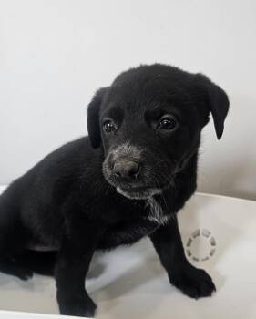 Joycean -  Terrier Dog for Adoption in Cleveland, Tennessee - Joycean | PetCurious