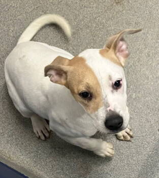 Rescue Labrador Retriever Dogs for Adoption in Sterling, Massachusetts - Pumpkin 5 Months Ava 11/20 | PetCurious