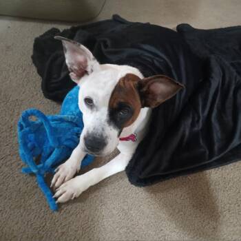 Terrier and Mixed Breed Dogs Available for Adoption in Springfield, Missouri - Gaia | PetCurious