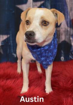 Rescue Chihuahua and Shepherd Dogs for Adoption in Gilbert, Arizona - Austin | PetCurious