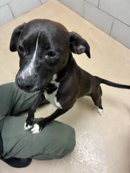 Skunk -  Mixed Breed Dog for Adoption in Nashville, Tennessee - Skunk | PetCurious