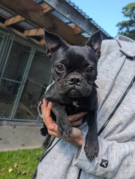 Jazlyn -  French Bulldog Dog for Adoption in New Windsor, New York - Jazlyn | PetCurious