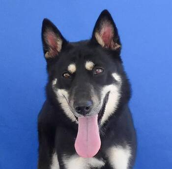 RUE -  German Shepherd Dog Dog for Adoption in Pasadena, California - RUE | PetCurious