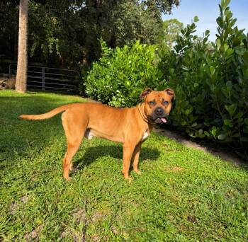 Buck -  American Bully Dog for Adoption in Davie, Florida - Buck | PetCurious