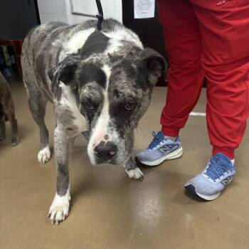 Mixed Breed Dogs Available for Adoption in Gadsden, Alabama - Jasper | PetCurious