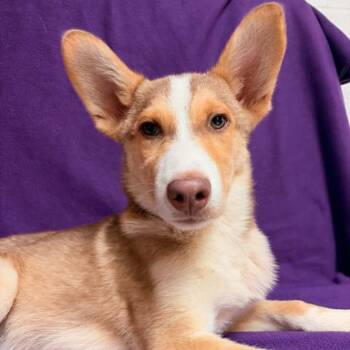 Shrimp -  Husky Dog for Adoption in Waterloo, Iowa - Shrimp | PetCurious