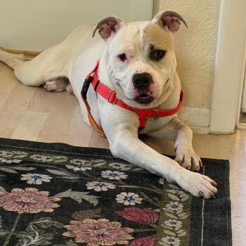 Pit Bull Terrier Dogs Available for Adoption in Northbrook, Illinois - Beckett | PetCurious