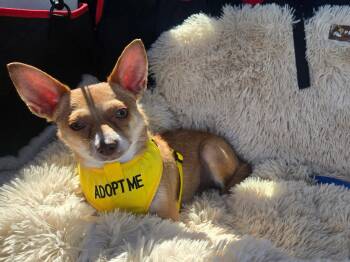 Chihuahua Dogs Available for Adoption in Palm Desert, California - Stella | PetCurious