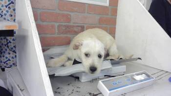 Labrador Retriever and Mixed Breed Dogs Available for Adoption in Houston, Texas - HEIDI | PetCurious