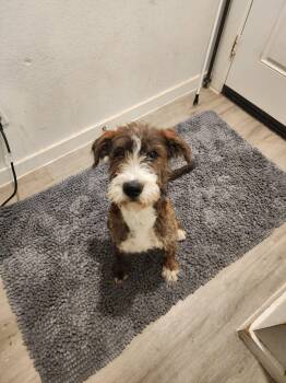 Schnauzer Dogs Available for Adoption - Gregory | PetCurious