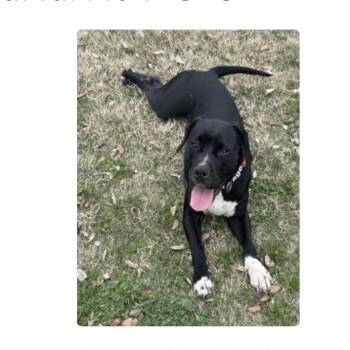 Mini Queenie -  Pit Bull Terrier Dog for Adoption in Anahuac, Texas - Mini Queenie | PetCurious