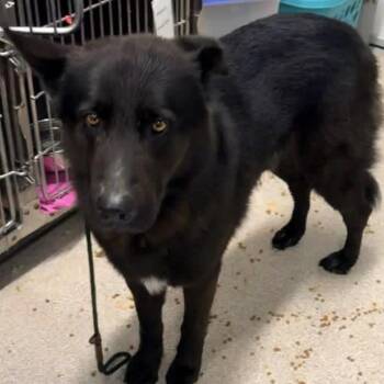Kylo -  Husky Dog for Adoption in Horn Lake, Mississippi - Kylo | PetCurious