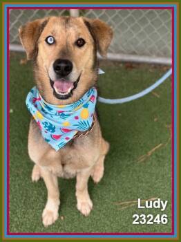 LUDY -  Shepherd and Siberian Husky Dog for Adoption in Marietta, Georgia - LUDY | PetCurious
