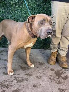 61849061 -  Pit Bull Terrier and Mixed Breed Dog for Adoption in El Paso, Texas - 61849061 | PetCurious