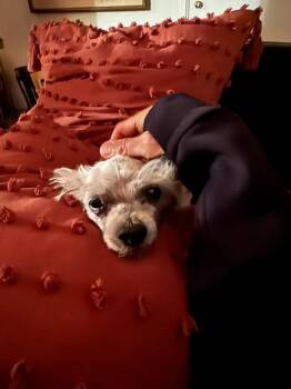 Shih Tzu and Maltese Dogs Available for Adoption in Tehachapi, California - Coconut | PetCurious