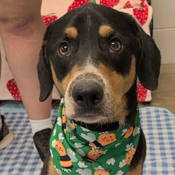 Gnocchi -  Mixed Breed Dog for Adoption in Woolwich, Maine - Gnocchi | PetCurious