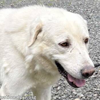 Yukon in NJ - Gentle, Sweet & Quiet -  Great Pyrenees Dog for Adoption in Beacon, New York - Yukon In NJ - Gentle, Sweet & Quiet | PetCurious