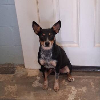 Marmalade 9599 -  Australian Cattle Dog Blue Heeler and Mixed Breed Dog for Adoption in Loxahatchee Groves, Florida - Marmalade 9599 | PetCurious