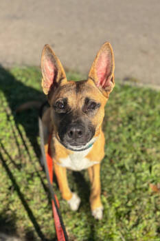 Rescue Mixed Breed Dogs for Adoption in Cincinnati, Ohio - Cinnabon | PetCurious
