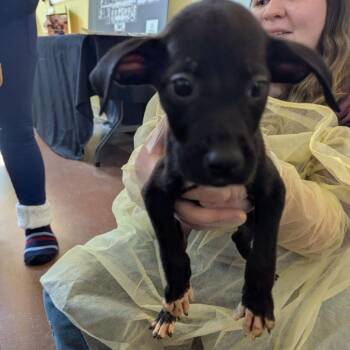 Yvette -  Mixed Breed Dog for Adoption in Lynchburg, Virginia - Yvette | PetCurious