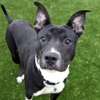 Rescue Terrier Dogs for Adoption in Oak Park, Illinois - Avocado | PetCurious