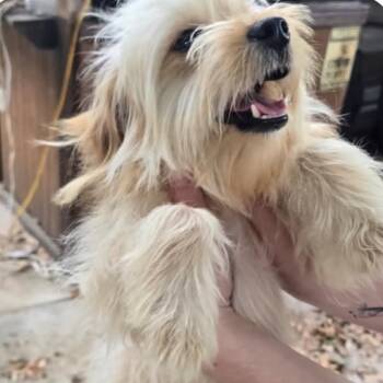 Maltese and Mixed Breed Dogs Available for Adoption in Houston, Texas - Cammie Jean | PetCurious