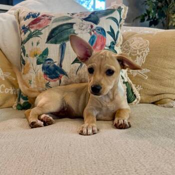 Dachshund and Terrier Dogs Available for Adoption - Jessie | PetCurious