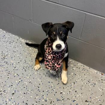 TUSC-Stray-84853 -  Collie and Mixed Breed Dog for Adoption in Tuscaloosa, Alabama - TUSC-Stray-84853 | PetCurious