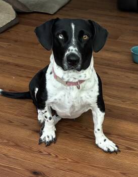Sky -  Basset Hound Dog for Adoption in Brookville, Ohio - Sky | PetCurious