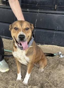 Samantha -  Australian Shepherd and Australian Cattle Dog Blue Heeler Dog for Adoption in Watertown, Connecticut - Samantha | PetCurious