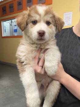 Bannock -  Husky Dog for Adoption in Yellowknife, Northwest Territories - Bannock | PetCurious